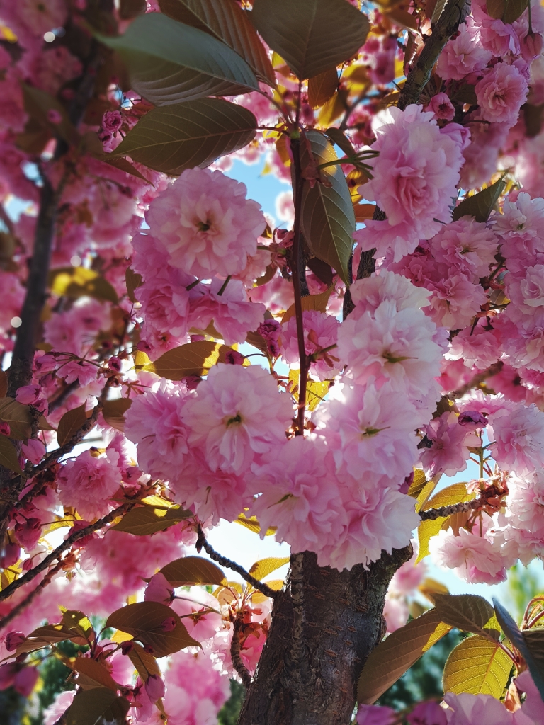 Close shot of pink blossoms from a spring tree