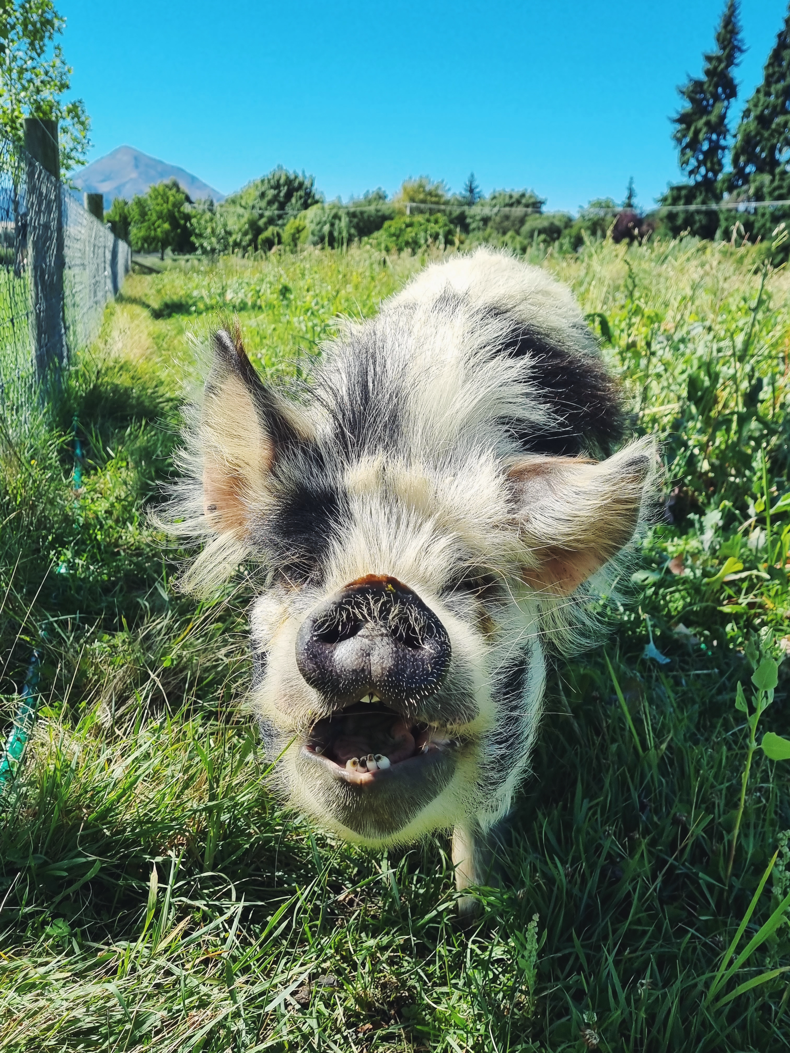 happy pig smiling at the camera, eating green grass